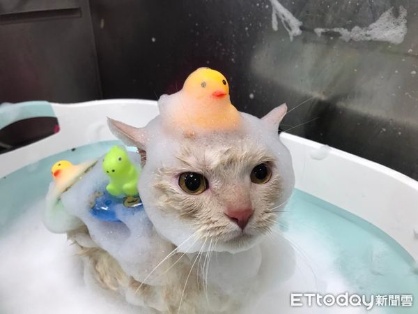 曼赤肯貓本丸洗澡。（圖／東森寵物蘆竹南昌店提供）