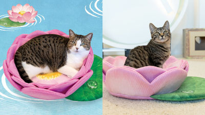 長輩圖用這張絕不惹人煩！日本推出「貓咪蓮花坐墊」超擬真　網萌翻：太尊啦