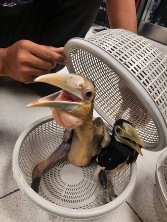 泰國海關破獲珍稀鳥類走私。（圖／翻攝自Wildlife Conservation Office, Thailand）