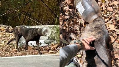 塑膠桶浪犬救援實錄！牠整整30天沒進食　獸醫檢查傷勢後直呼怎麼可能