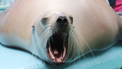 水族館替海獅量肛溫　奇葩表情讓網友笑翻：好像名畫吶喊