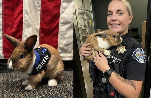 ▲▼兔子「波西」被員警收編後，成為辦公室的吉祥物。（圖／翻攝自Facebook／Yuba City Police Department）