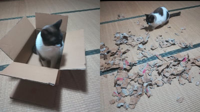 愛貓蹲坐紙箱裡！出門前叮嚀「要乖乖看家喔」回家震撼了　網笑瘋：是碎紙機