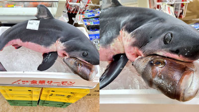 逛超市驚見海產「連獵物一起賣」！鯊魚緊咬鯛魚超震撼　網感嘆：是食物鏈啊