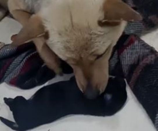 ▲▼工人遭浪犬咬傷「血腥復仇」!猛踏殺死4幼犬 牠眼神讓人心碎。(圖/翻攝自微博)