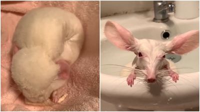 龍貓洗澡「變大耳尖鼻」萌度下降　老鼠真面目笑翻網：論毛髮重要性