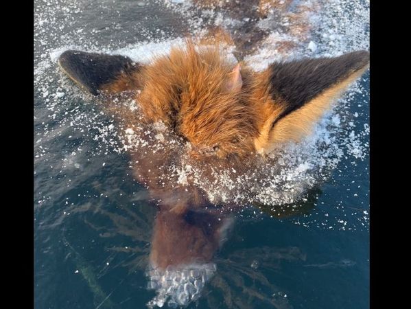 ▲湖面見「冰凍狐狸」。（圖／翻攝自臉書「Dusan Kao」）