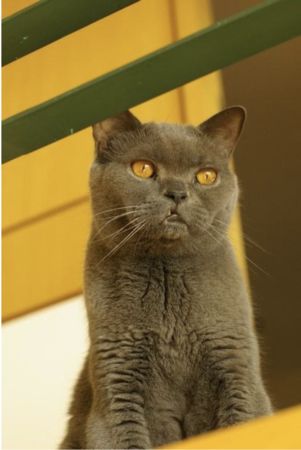 ▲▼以貓為榮。(圖/悅知文化《想念的總和》)