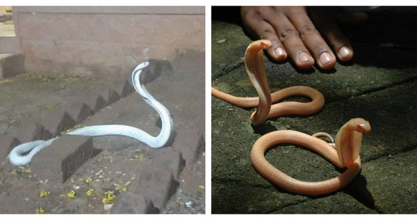印度孔巴托一戶人家在大雨期間遭一條眼鏡蛇闖入，不過這條眼鏡蛇竟是白化眼鏡蛇。（圖／翻攝自WNCT、達志／美聯社）