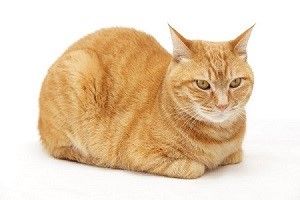 貓奴看過來！cat loaf叫做「貓咪麵包」？　必學貓貓英文一次看