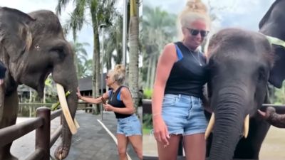 摸大象下秒聽到「骨頭碎裂聲」！女聽馴象師指導拍美照　手臂被咬抽不出來