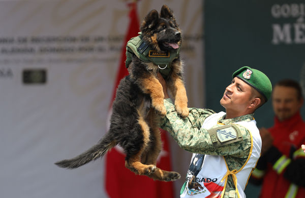 土耳其贈送墨西哥搜救犬。（圖／路透）