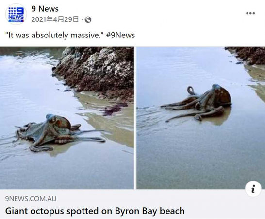 雪梨一名居民在海邊散步時，發現一隻體型不小的章魚，讓她驚呼不可思議。（圖／翻攝自9News臉書）