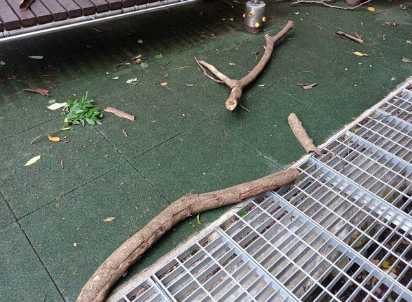 ▲男子樹下仰臥起坐 手臂粗樹枝被風吹斷險成凶器。(圖/翻攝新竹大小事)