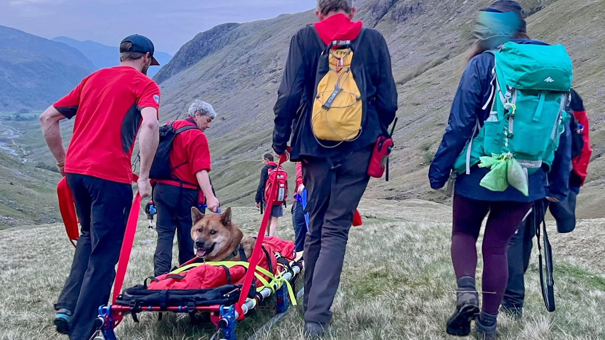 ▲▼秋田犬爬山體力透支，13人抬牠下山。（圖／翻攝自Facebook／Keswick Mountain Rescue Team）