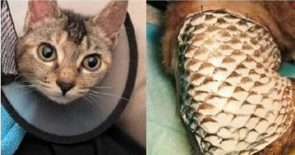 好心女子救助遭虐小貓，嘗試用魚皮植皮治療傷口。（圖／會玩君wpgmedia微博）