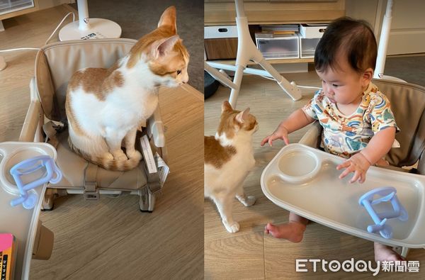 ▲把自己當寶寶「胖貓愛躺餐椅」瞇眼睡覺　媽傻眼：要吃副食品嗎？（圖／網友林林提供，請勿隨意翻拍，以免侵權。）