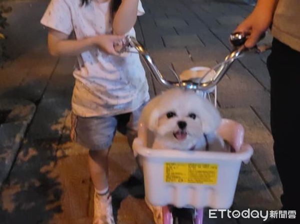  ▲為了載狗狗「妹妹3天學會腳踏車」　牠上車燦笑：可以兜風了～（圖／粉專「小瑪波波愛玩耍」提供，請勿隨意翻拍，以免侵權。）