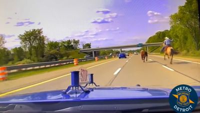 美州際公路見人「拿套索騎馬追捕牛隻」　警方配樂搭出電影既視感