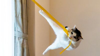 貓貓「抓綁繩泰山飛」　空中瑜珈姿勢超優：藝術分數10