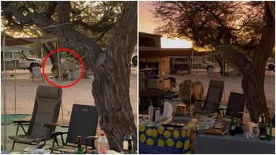 南非露營「遇野生雄獅來訪」　獸王之姿漫步巡視！遊客嚇到不敢動