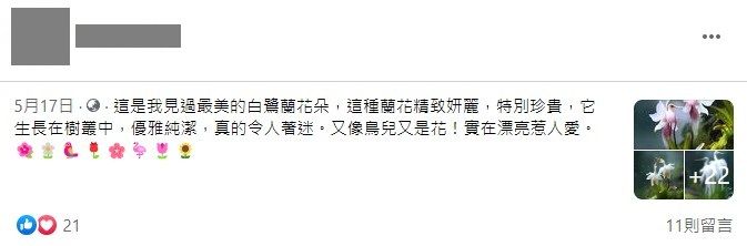 ▲網傳最美的白鷺蘭圖片，其實是AI製圖而成。（圖／翻攝台灣事實查核中心）