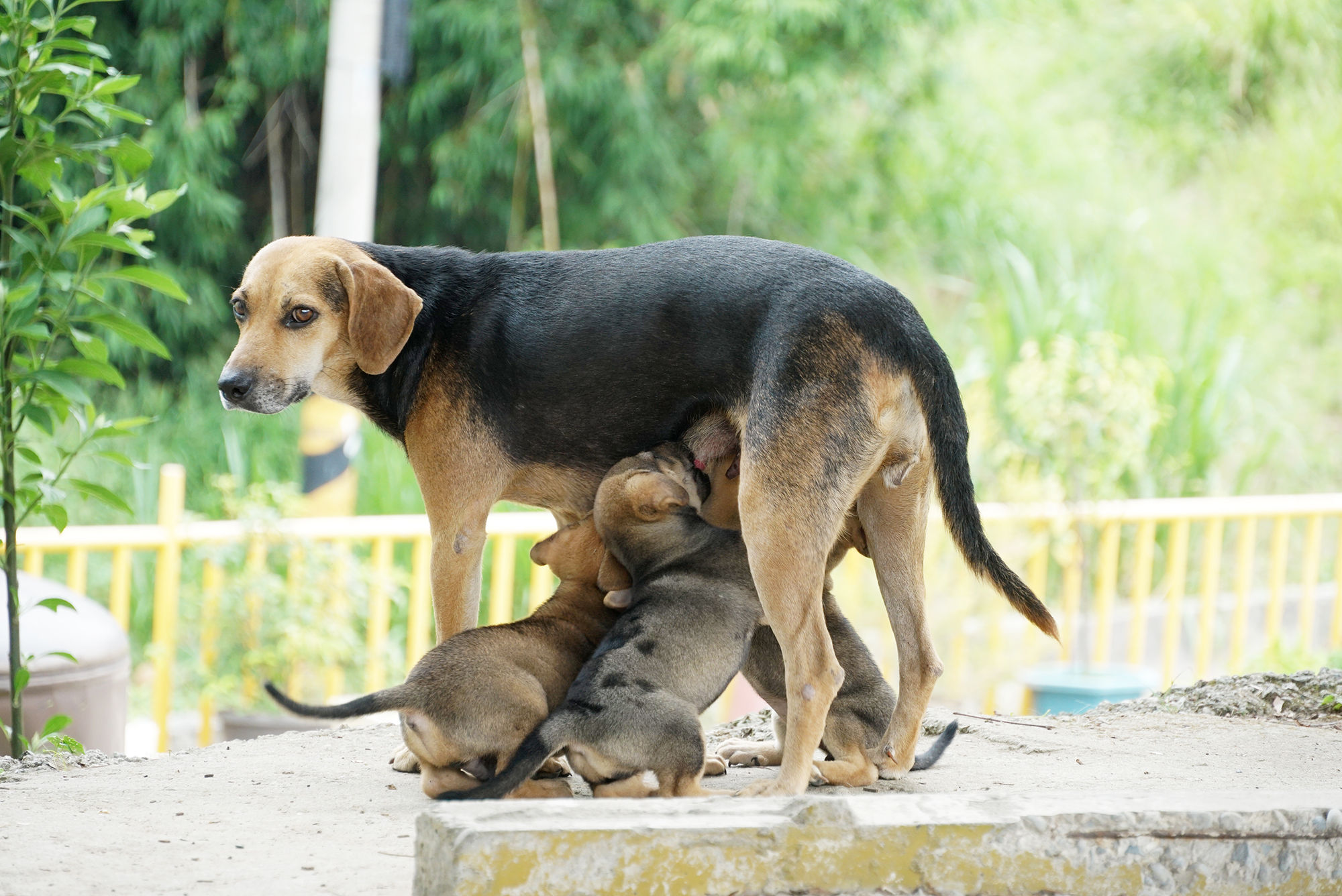 圖／台灣之心愛護動物協會授權大檸檬使用