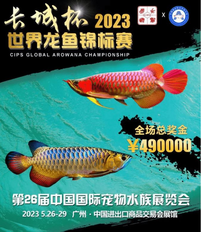 ▲廣州舉行的龍魚錦標賽由13號魚拿下總冠軍，並以108萬元人民幣賣出。（圖／翻攝搜狐體育）