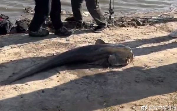 ▲黑龍江一名男子捕獲到懷孕的巨鯰。（圖／翻攝自微博「哈爾濱日報」）
