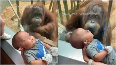 母愛爆發！紅毛猩猩手敲窗戶求看寶寶　如願靠近「嘴貼玻璃送上2吻」