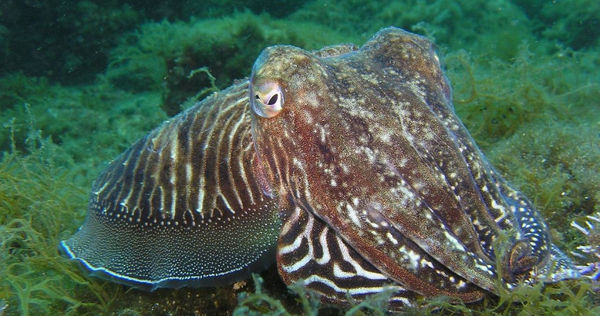 章魚睡到一半揮拳攻擊，甚至皮膚變色吐出墨汁，被科學家認為是剛經歷一場惡夢的狀況。（示意圖／翻攝自pixabay）