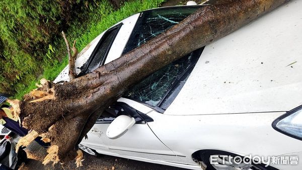 ▲▼竹東鎮竹122縣道路樹倒塌　擊中車輛行駛。（圖／記者陳凱力翻攝）