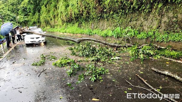 ▲▼竹東鎮竹122縣道路樹倒塌　擊中車輛行駛。（圖／記者陳凱力翻攝）