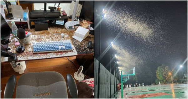 上海近日遭到白蟻肆虐，民眾崩潰哀號「多到好像世界末日」。（圖／擷取自微博）