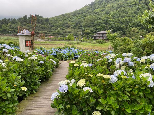 ▲頂湖環狀步道、陽明溪溪畔步道，及下湖地區的「海芋環狀步道」都是沿水圳建的繡球花步道，紫明溪步道。（圖／大地處提供）