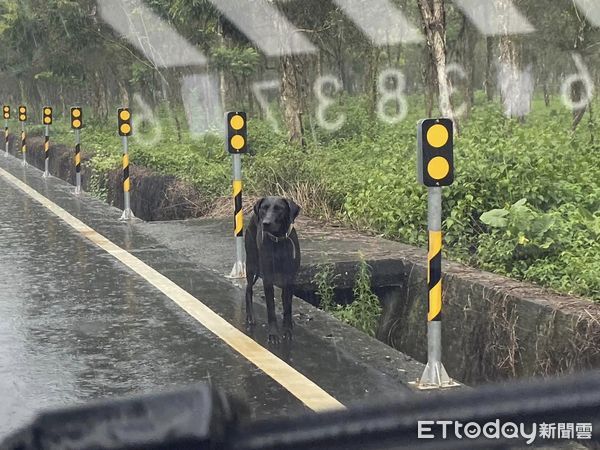 ▲黑狗「全身淋濕」大雨中找主人！脖子有項圈　他心疼：會探頭看車。（圖／網友林先生提供，請勿隨意翻拍，以免侵權。）