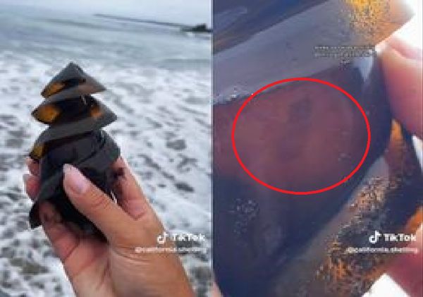 ▲沙灘撿到神秘「棕色大鑽頭」，真實身份竟是鯊魚卵。（圖／翻攝自TikTok「california.shelling」）