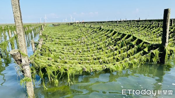 ▲▼百年一見，芳苑沿海蚵田遭大量海藻覆蓋，災情慘重 。（圖／記者唐詠絮翻攝）