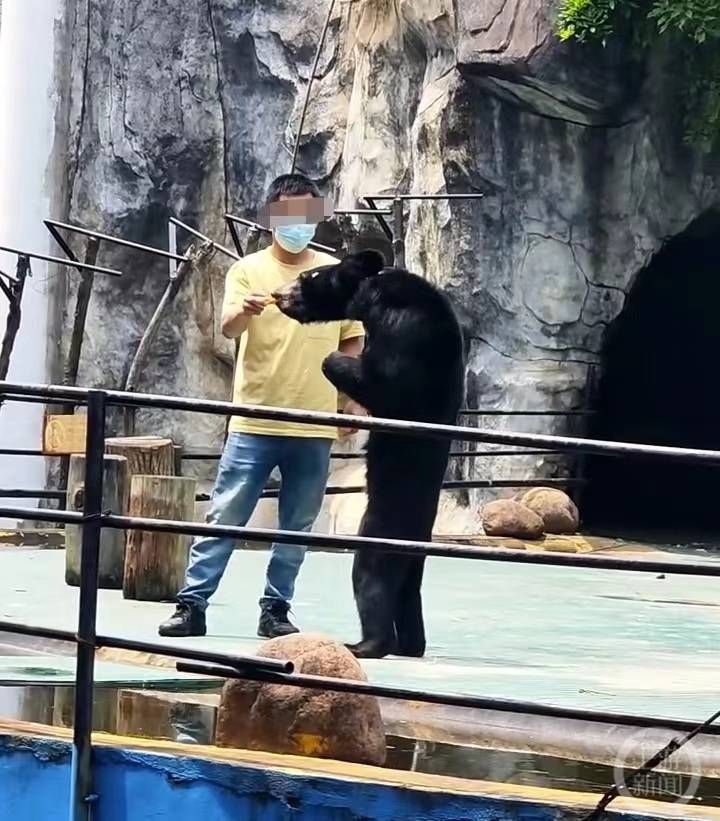 ▲南昌動物園近日被遊客指出，一隻黑熊體型瘦弱，疑似營養不良。（圖／翻攝自微博）