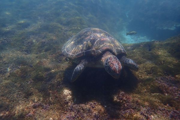 ▲啾開心浮潛,小琉球美人洞海域浮潛,海龜。（圖／啾開心浮潛提供）