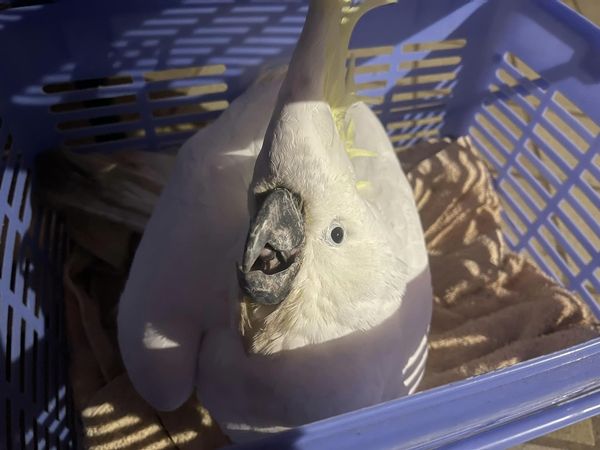 ▲▼樹上掛的白色塑膠袋其實是國家二級保育鳥類。（圖／翻攝自Facebook／Wildlife rescue and rehab. - statewide）