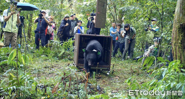 ▲▼以清水部落命名為Lizuk Dumaz（力鹿克）的台灣黑熊被運往適合山區野放。（圖／花蓮林管處提供，下同）