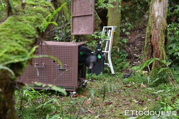 ▲▼以清水部落命名為Lizuk Dumaz（力鹿克）的台灣黑熊被運往適合山區野放。（圖／花蓮林管處提供，下同）
