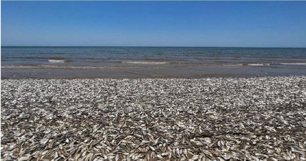 金塔納海灘郡公園海灘上的大量魚屍。（圖／翻攝自Quintana Beach County Park臉書）