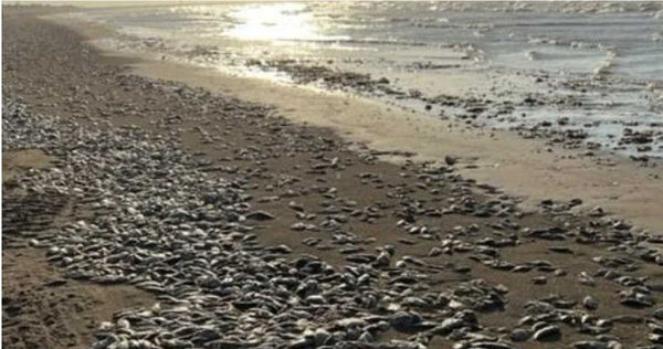 金塔納海灘郡公園海灘上的大量魚屍。（圖／翻攝自Quintana Beach County Park臉書）