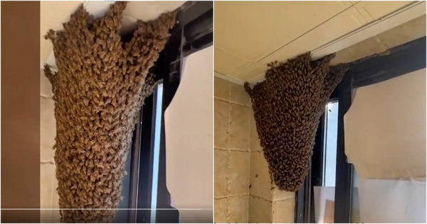 中國浙江一名王姓女子，家住在13樓，10日當天家中突然有幾隻蜜蜂從廚房窗戶飛進家中，她沒有去理會，沒想到半小時後蜜蜂在廚房堆疊成巨型蜂塔。（圖／翻攝自微博）