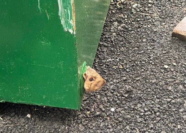 ▲▼消防員接獲奇怪的報案，到現場發現是一隻松鼠卡在垃圾桶下。（圖／翻攝自Facebook／Peterborough Fire & Rescue）