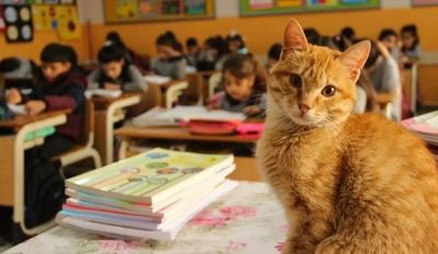 浪貓「闖三年級班級」變班寵　導師驚呼：孩子們超準時上學