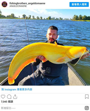 德國一對兄弟前往荷蘭一處湖泊釣魚，沒想到釣到一條金黃色巨大鯰魚。（圖／翻攝自team_fishingbrothers IG）