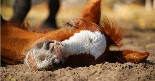 馬通常站著睡覺，若確定處於安全狀況，牠們才會選擇躺下睡。（示意圖／PIXABAY）
